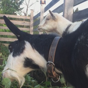 【最終回】やぎの💩をリモート観察。調子が良いときは、