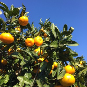 【開催御礼】12月8日（日）｜小田原の海を見晴らす畑でみかん狩り