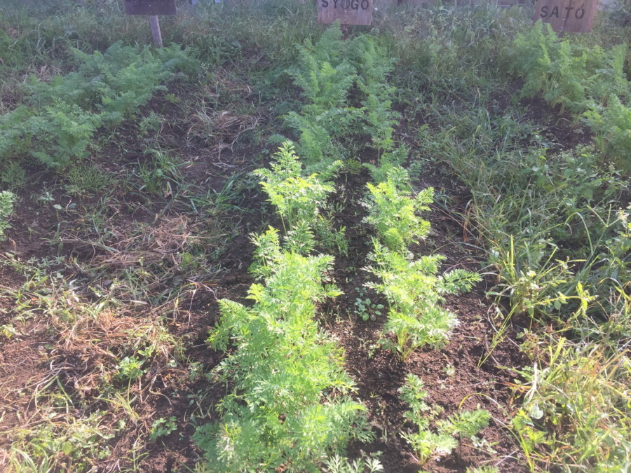 【フォト】にんじんの様子。間引き完了しました。