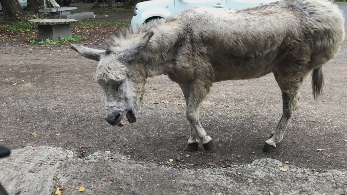 【スロー】ろばあさんのあくび