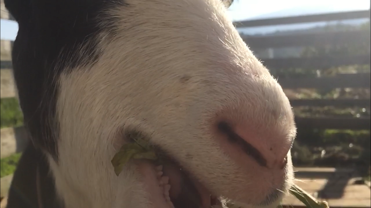 【もぐもぐスロー】何を食べているでしょうか？