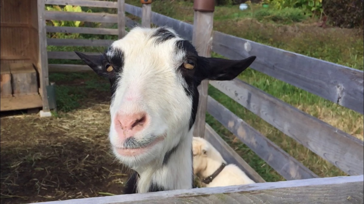 【スロー】私のきゃべつ、美味しくいただきました。