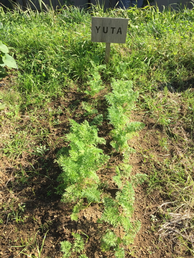 【フォト】にんじんの様子。間引きも完了。順調ですyo。