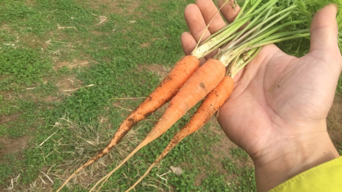 【はたけしごと】人参の間引き♬