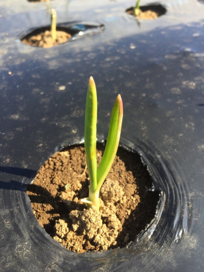 これがにんにくの発芽です。