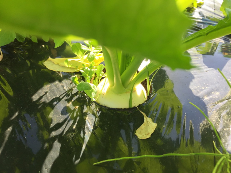 【フォト】こかぶの様子。ぽかぽか陽気が続いて順調です。