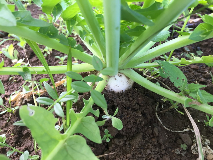 【フォト】だいこんの様子。ついに！！
