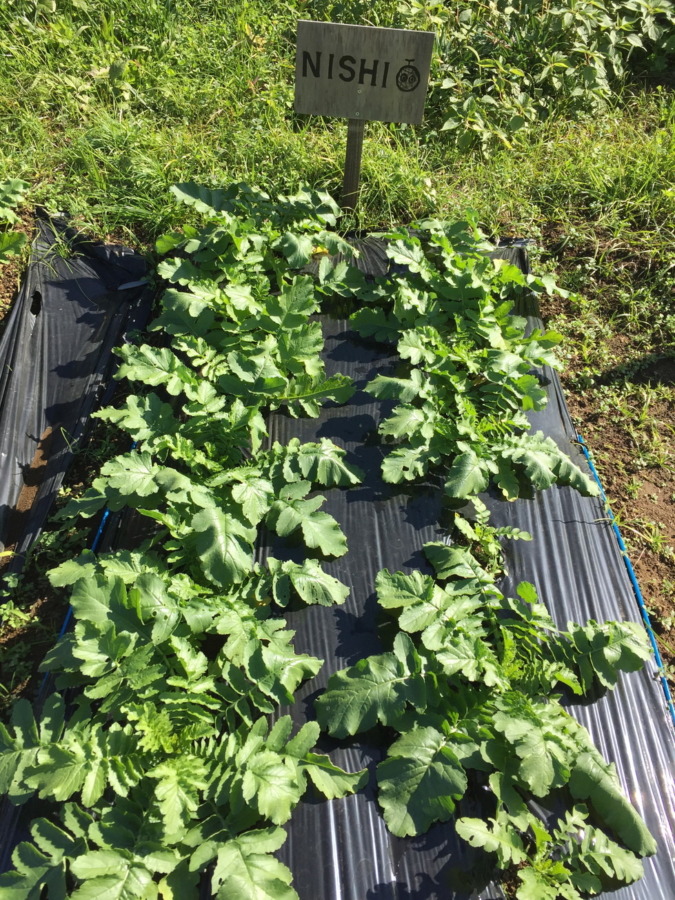 【フォト】だいこんの様子。ぽかぽか陽気ですくすくと。