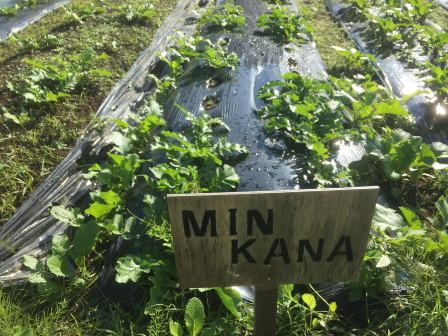 【フォト】だいこんの様子。最近は昼ぽかぽかで、、、