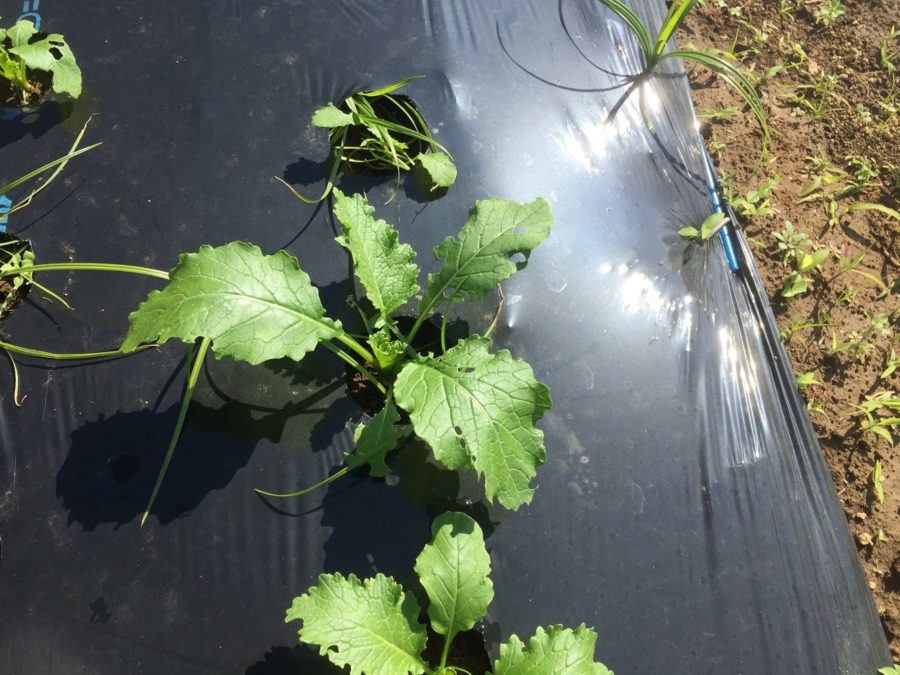 【フォト】こかぶのようす。