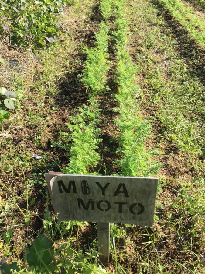 【フォト】にんじんの様子。間引きも完了。