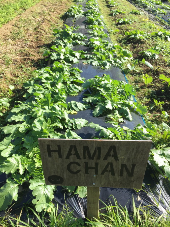 【フォト】だいこんの様子。大きくなってきたヨ！