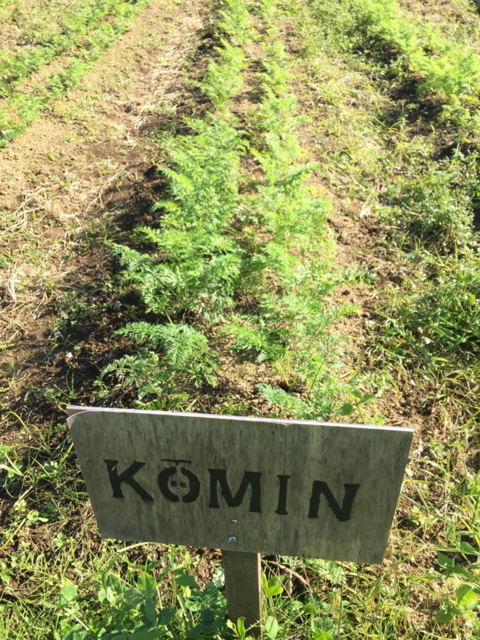 【フォト】にんじんの様子。間引き後も順調ですyo。