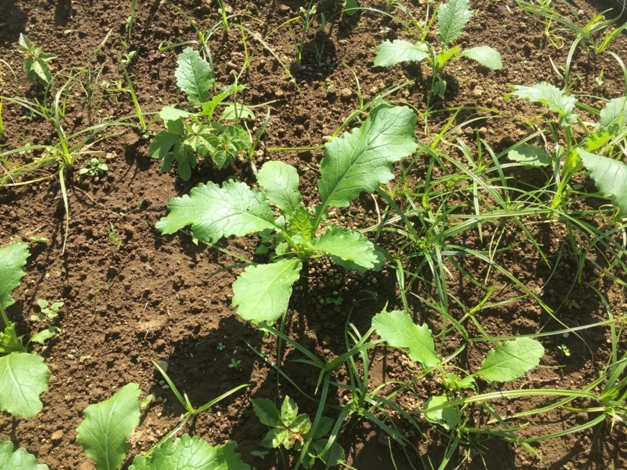 【フォト】こかぶのようす。