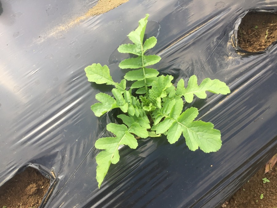 【フォト】だいこんの様子。