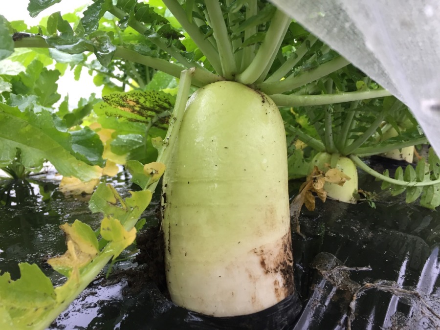 【祝】収穫OKです。これは9/25に種まきしたもの。