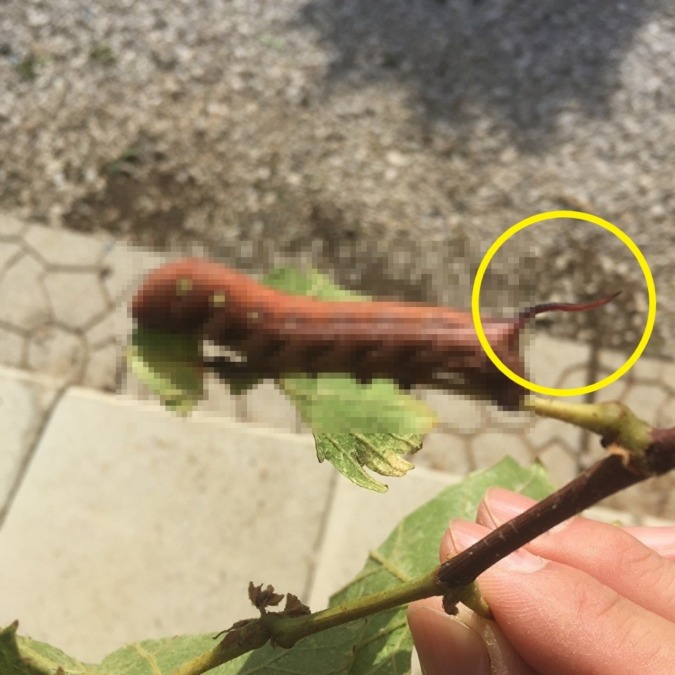 「ギャー」でもしっぽが可愛いという声も。さて、何の幼虫？