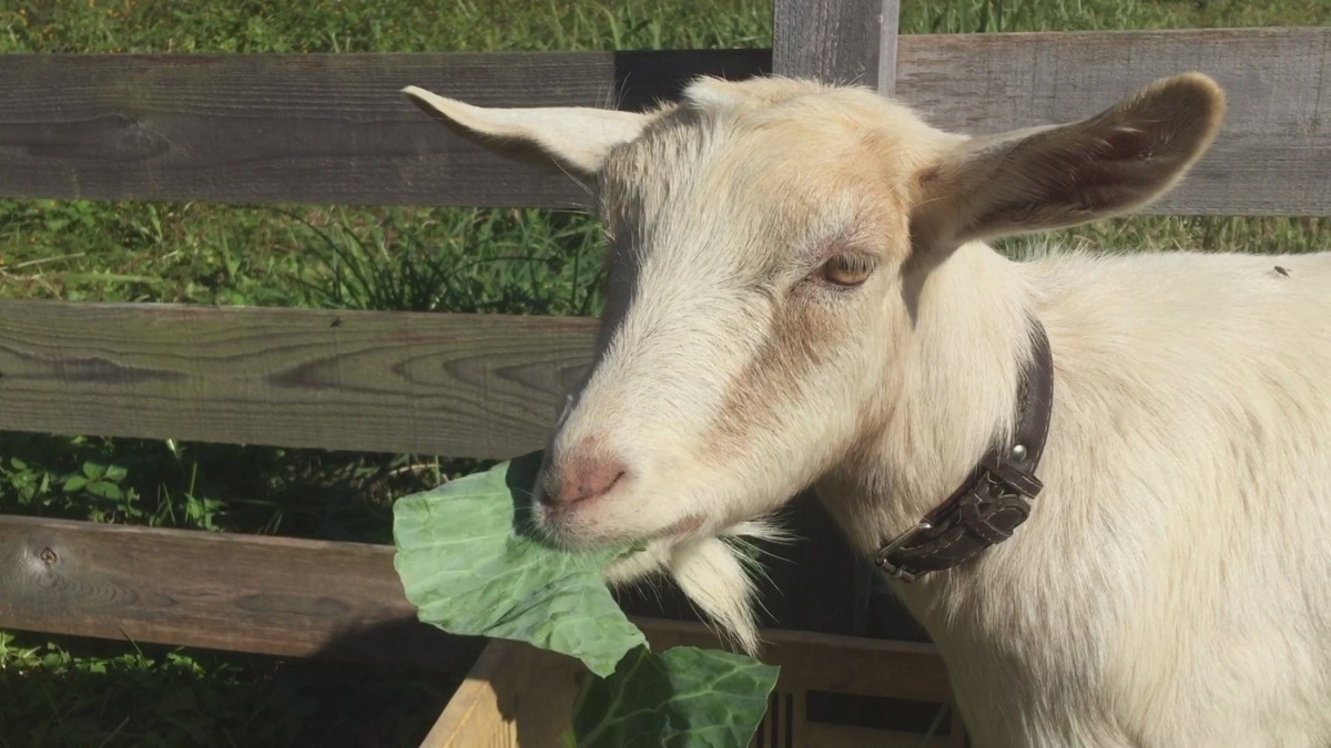 今日のもぐもぐ。