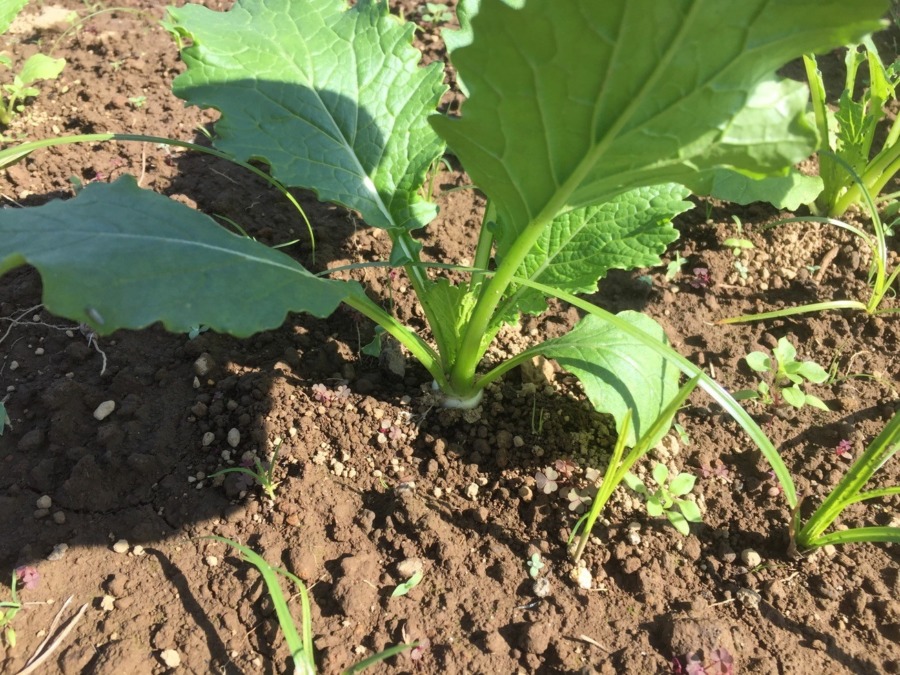 【フォト】こかぶのようす。