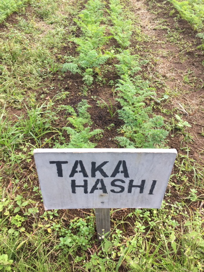 【フォト】にんじんの様子。穏やかに順調に育ってますが、