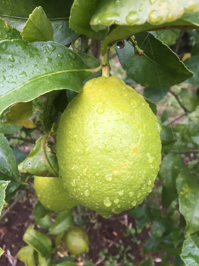 とある足柄のレモンです。ひょいと裏を見るとゴソゴソと、、、