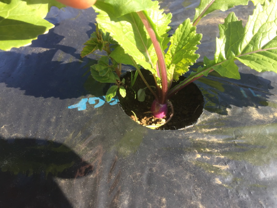 【フォト】あやめ雪のようす。小さな紫色チラリ。