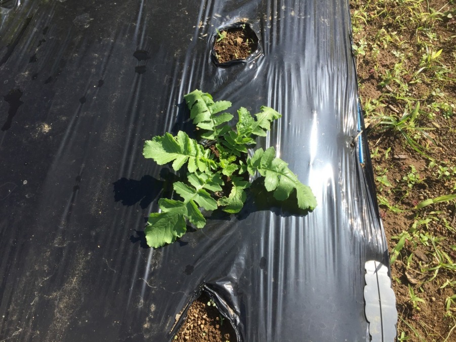 【フォト】だいこんの様子。