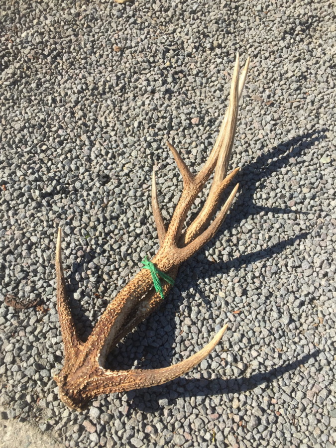 わたしの角（つの）。七十二候的には、、、