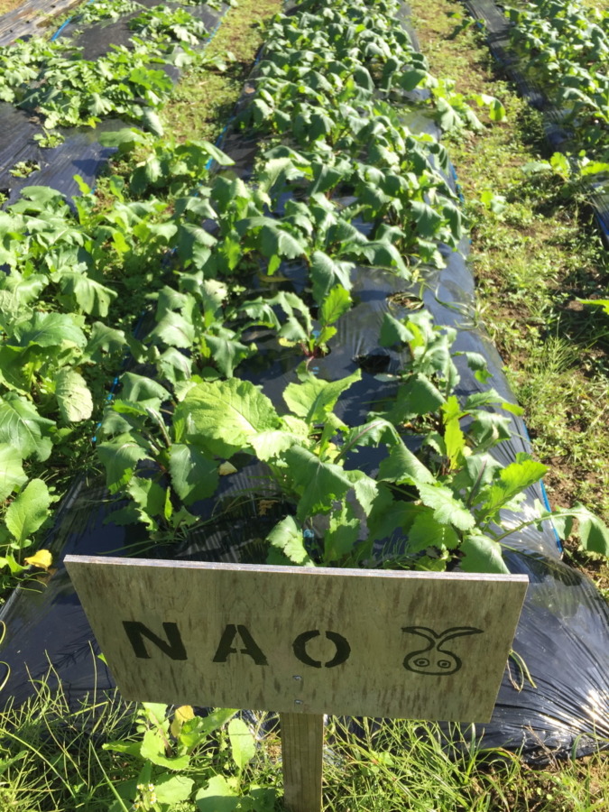 【フォト】あやめ雪の様子。Oh!そろそろ、、、