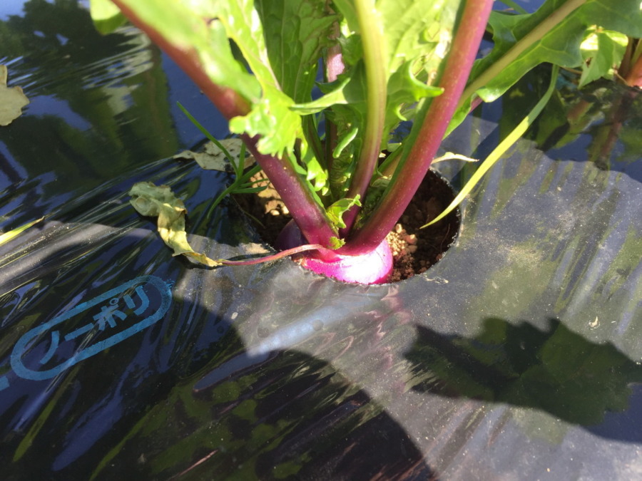 【フォト】あやめ雪の様子。ぽかぽか陽気が続いて、