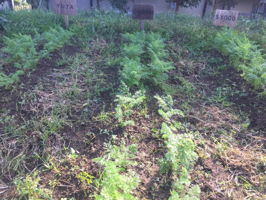 【フォト】にんじんの様子。お隣さんは間引き終わってうらやましい。