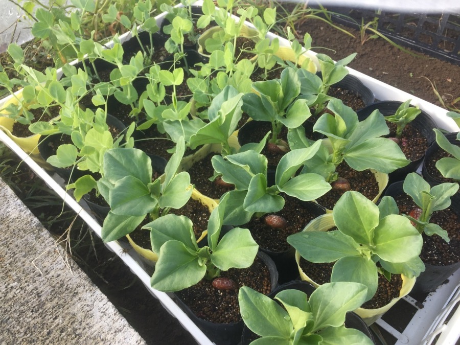 【ソラマメとエンドウの苗】これは期待大。苗の定植は、、、