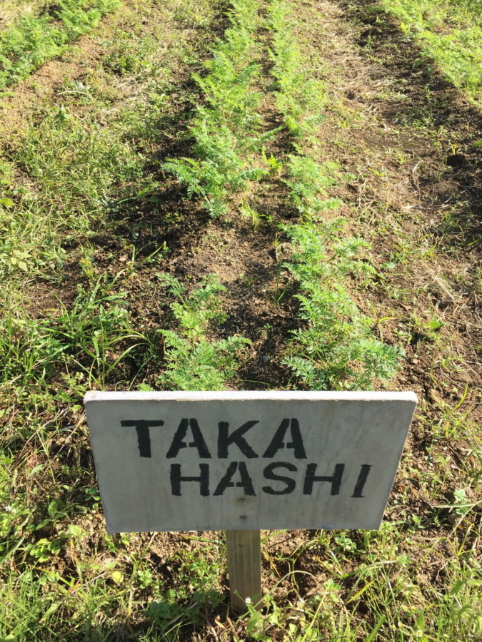 【フォト】にんじんの様子。順調ですyo。