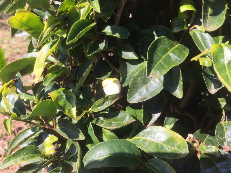 【はたけDE暦｜山茶始開】ちょうどわたしのお花発見！！