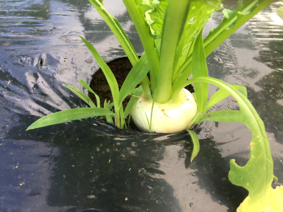 こかぶの様子。もう採ってもよさそう？