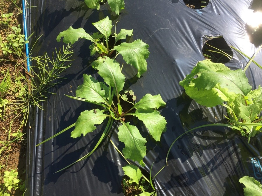 【フォト】あやめ雪のようす。