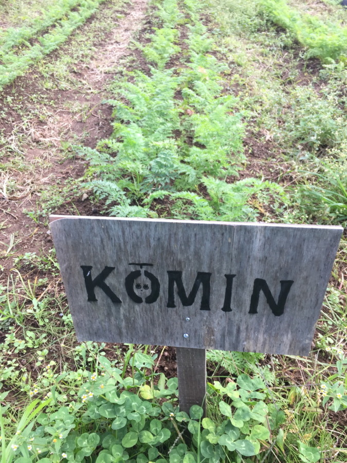 【フォト】にんじんの様子。穏やかに順調に育ってますが、