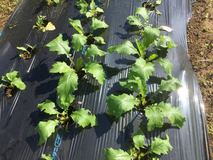 【フォト】あやめ雪のようす。