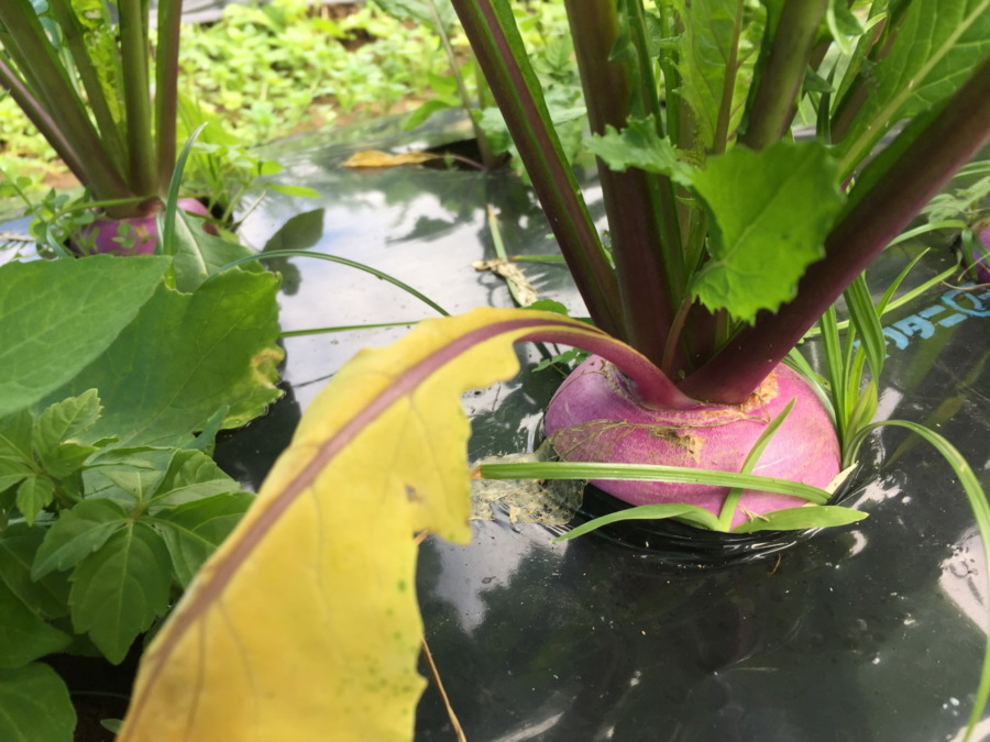 【祝】あやめ雪の様子。収穫いいですヨ。畑に採りきてね。
