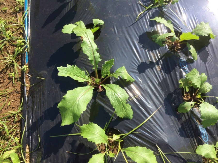 【フォト】あやめ雪のようす。