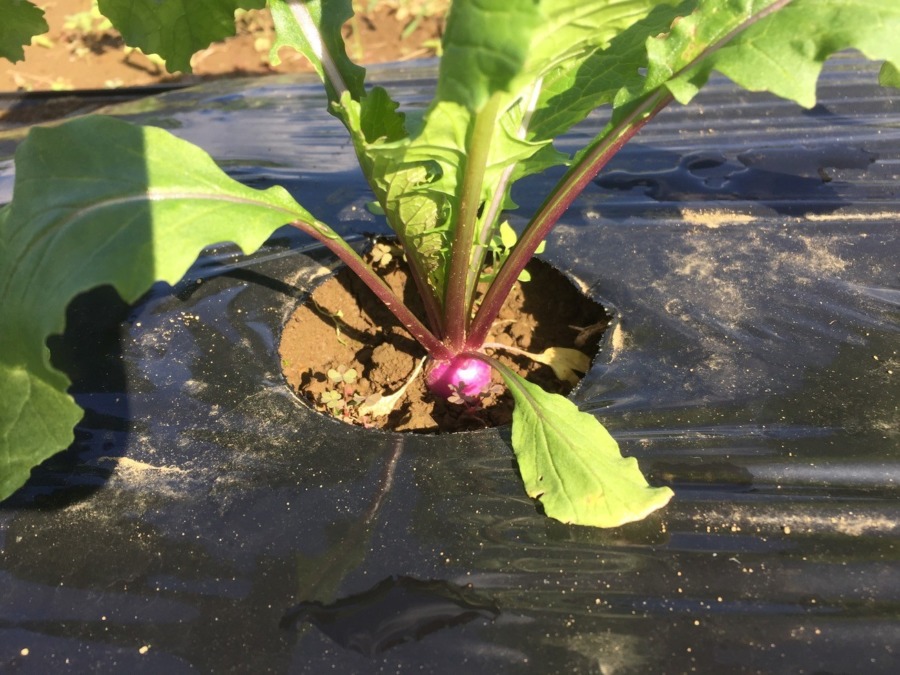 【フォト】あやめ雪のようす。ベイビの紫ちらり。