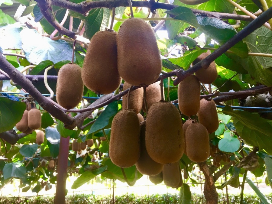 【連載キウイ講座】紙はがし。いよいよ収穫準備完了！