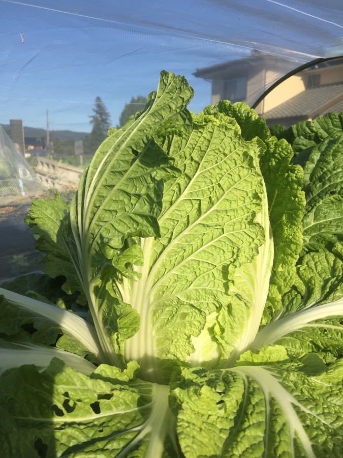 白菜のどや顔とは？