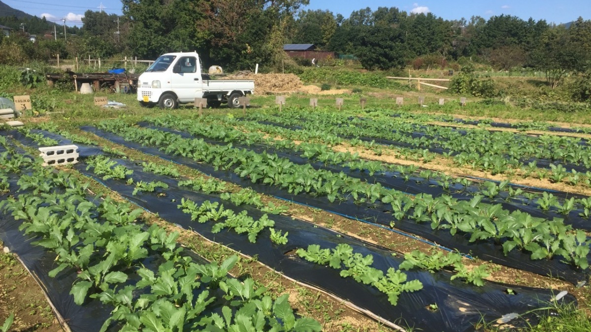 はたけの今。秋の晴れた日。野菜もたくさんでのんびりできます。