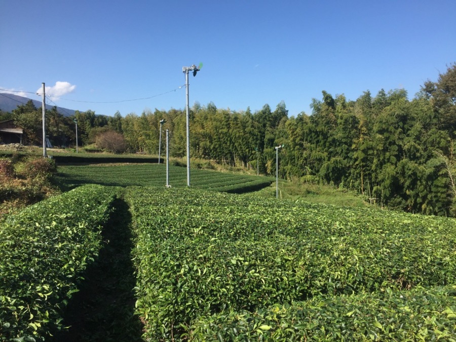 【VR】秋のお茶畑で整枝のおしごと。