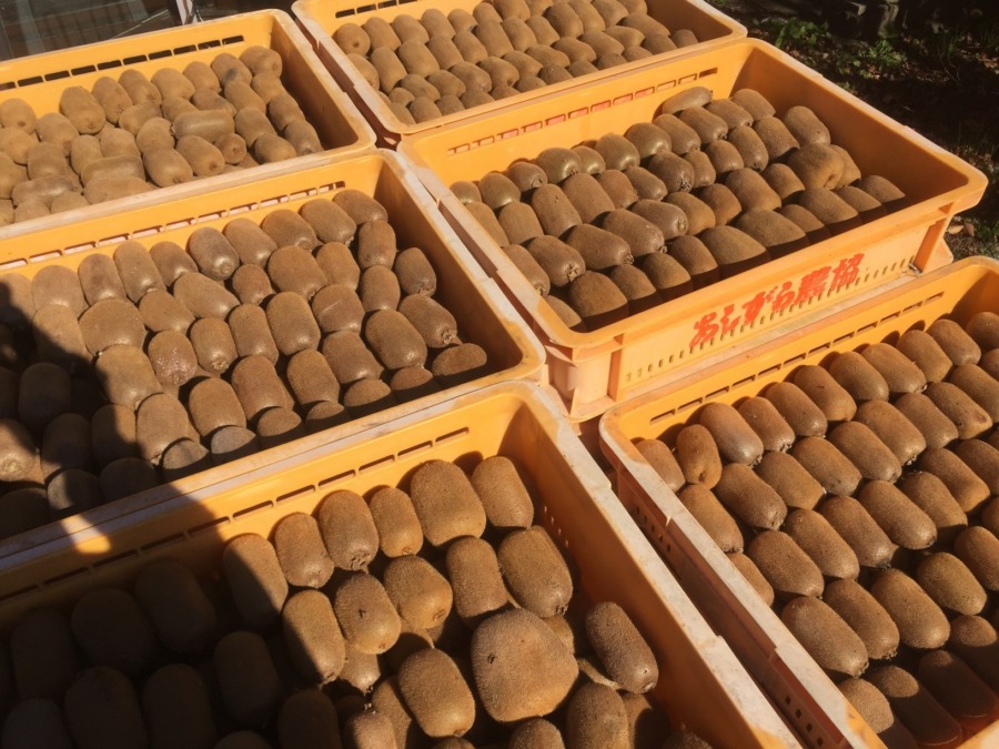 【みんなで収穫（11月16日）】キウイ「香緑」三万個！