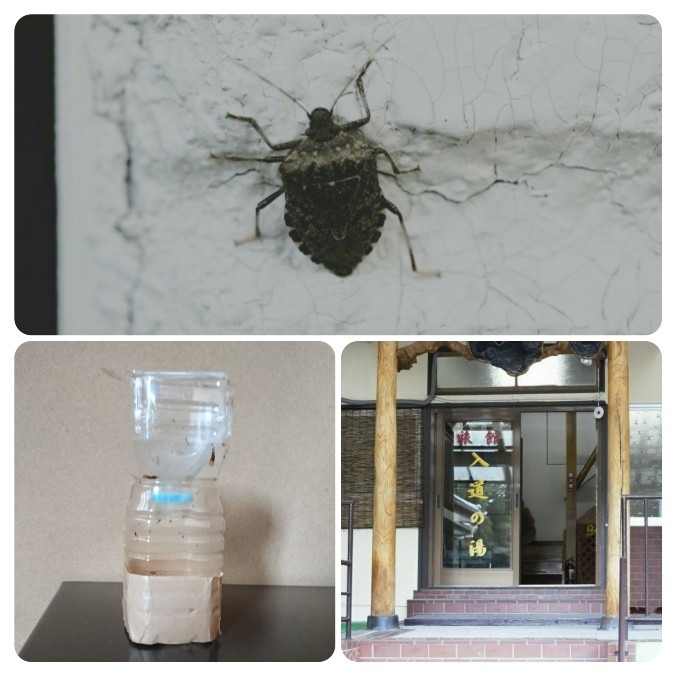 カメムシ大発生