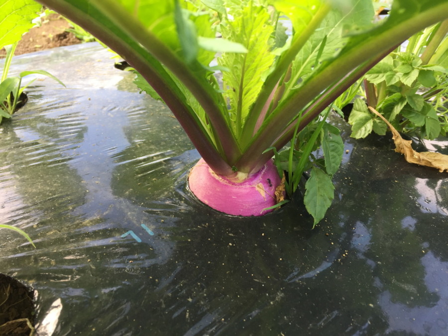 あやめ雪の様子。もう採ってもよさそう？