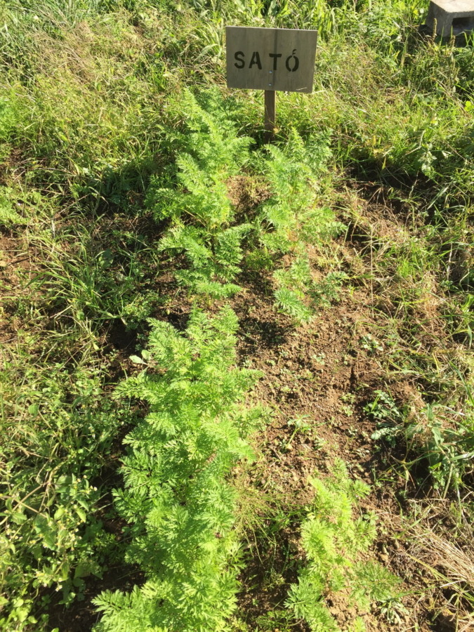 【フォト】にんじんの様子。間引きも完了。順調ですyo。