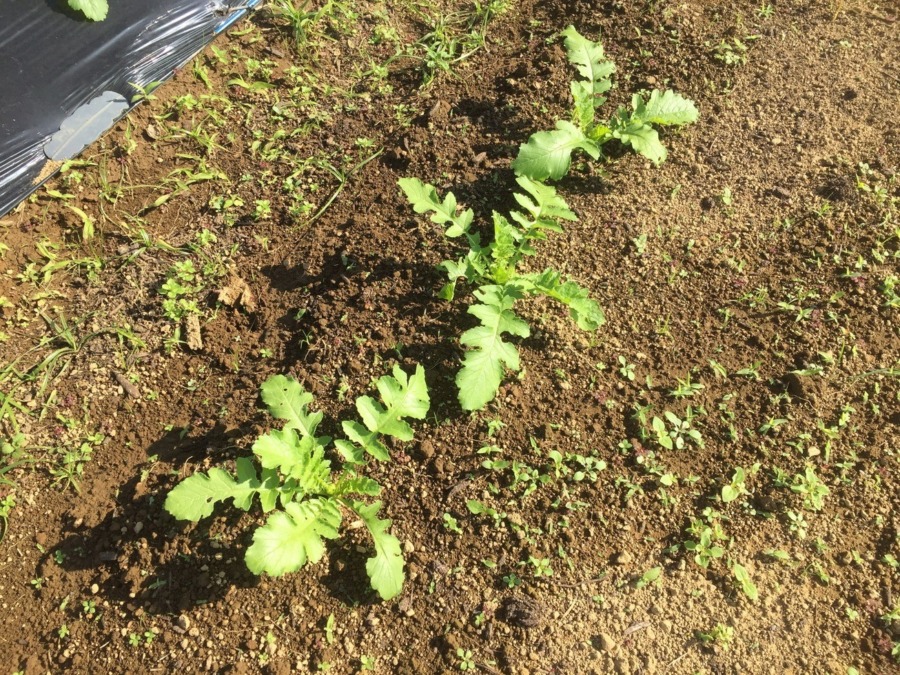 【フォト】だいこんの様子。